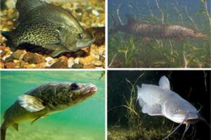 News & Tips: 4 Fish & 4 Tips to Fishing Them