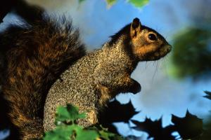 Squirrel: Copyright Denver Bryan/ Images On The Wildside 2016...