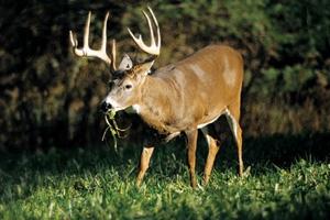 News & Tips: How to Tell When the Rut is Really Over...