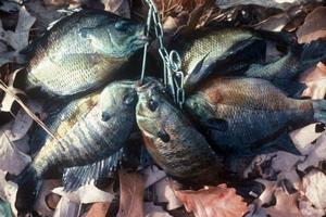 News & Tips: Reelfoot Lake in Tennessee is Panfish Paradise for Anglers...