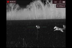 Coyote hunting with thermal optics