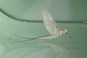 News & Tips: Fishing the Blue-winged Olive