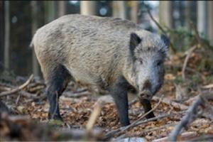 News & Tips: Stay Safe on Your Wild Hog Hunt with These Tips...
