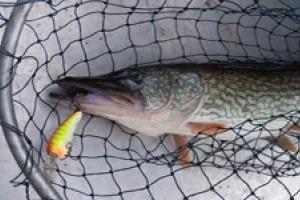 News & Tips: Chain Pickerel Fishing Basics