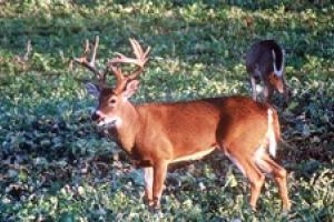 News & Tips: Opening Day Deer Tactics