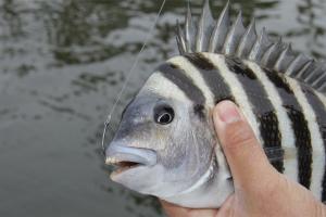 Angler holding a sheapshead fish with hook in its mouth