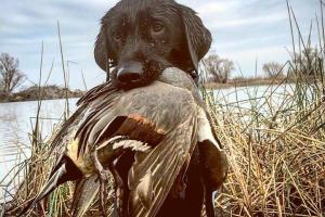 Braggin' Board Photo: Waterfowl Pup