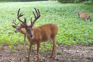 Braggin' Board Photo: Big Velvet Buck - August, Missouri