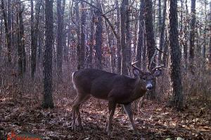 Braggin' Board Photo: Nice Buck