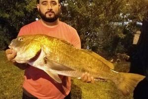 Braggin' Board Photo: One big Black Drum!