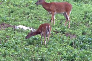 Braggin' Board Photo: Whitetail Buck in early June velvet