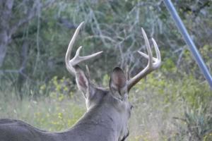 Braggin' Board Photo: 2014 Buck