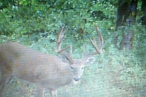 Braggin' Board Photo: 2014 Buck