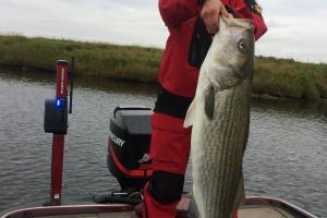 Braggin' Board Photo: Stripe Bass 40 lbs