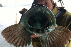 Frontal view of a Cabezon fish open mouth showing sharp teeth