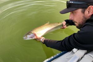 Angler stretching overboard to release a young salmon into the water