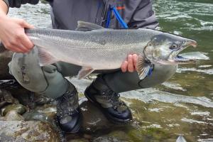 Salmon angler squating on the rocks holdin up one coho salmon while two others lay near by