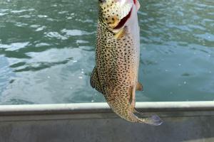 Rainbow trout