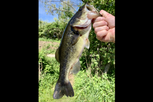 Bass