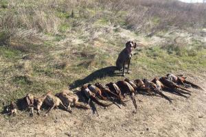 Braggin' Board Photo: Good Day Hunting