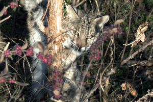 Braggin' Board Photo: Bobcat