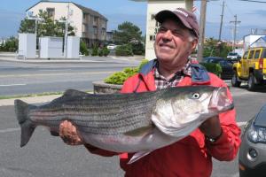 Braggin' Board Photo: 44" Saltwater Striper Bass