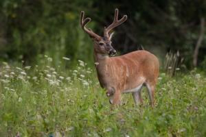 Braggin' Board Photo: Buck in a meadow