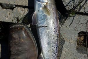 Braggin' Board Photo: speckled trout