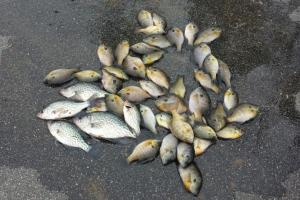 Braggin' Board Photo: 46 bream & 5 crappie in Pee Dee River