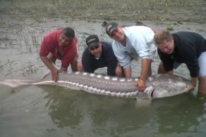 Braggin' Board Photo: Wow Big Sturgeon