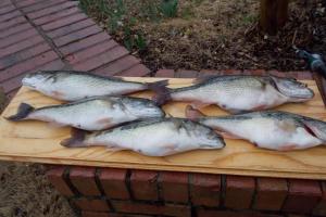 Braggin' Board Photo: Lake Lanier Spots