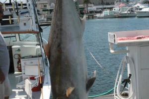 Braggin' Board Photo: Amberjack