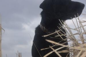 Braggin' Board Photo: Hunting Dog - Duck Hunting DSC 9998