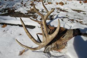 Braggin' Board Photo: 2014 Buck