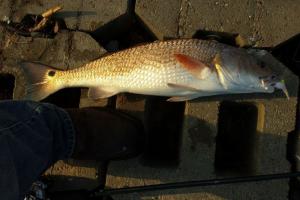 Braggin' Board Photo: My Red Catch of the Day