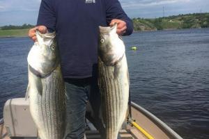 Braggin' Board Photo: Some big stripers