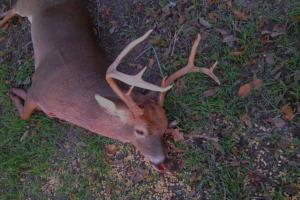 Braggin' Board Photo: Good day hunting deer
