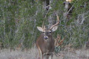 Braggin' Board Photo: Deer