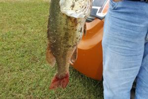 Braggin' Board Photo: Big Bass