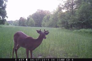 Braggin' Board Photo: Deer in food plot