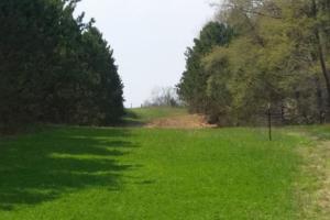 Braggin' Board Photo: Food Plot