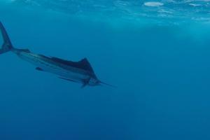 Braggin' Board Photo: Sailfish