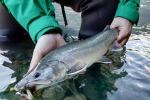 Braggin' Board Photo: Huge Bull Trout