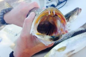Braggin' Board Photo: Trout teeth 2581