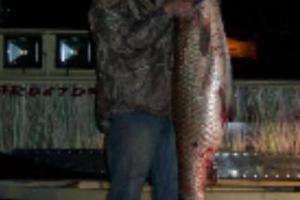Braggin' Board Photo: Bow Fishing Carp in Arkansas