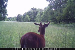 Braggin' Board Photo: Game Camera - Buck