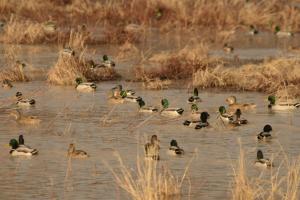 Braggin' Board Photo: Duck Hunting - Missouri DSC 9800