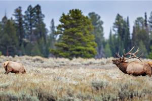 Braggin' Board Photo: elk WY bullyell1