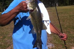 Braggin' Board Photo: Nice Size Bass