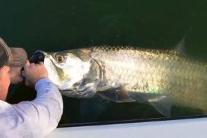 Braggin' Board Photo: A Big 100+ pound Tarpon